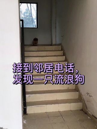 西安时尚宠物美容职业技能培训学校