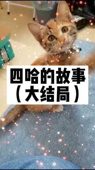 流浪猫四哈的故事(大结局),答应我要看到最后哦!#创作灵感 #关爱流浪动物 #关爱流浪猫 #捡猫 谢谢 @潇雯- 那么快就找到这么靠谱的领养人!