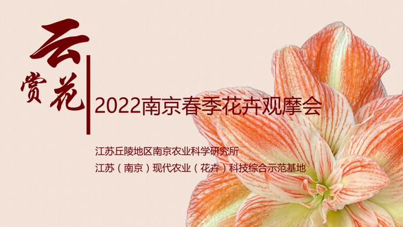 #江苏丘陵地区南京农业科学研究所 江苏(南京)现代农业(花卉)科技综合示范基地#花卉基地 #现代化农业 #朱顶红 #一花一草一世界