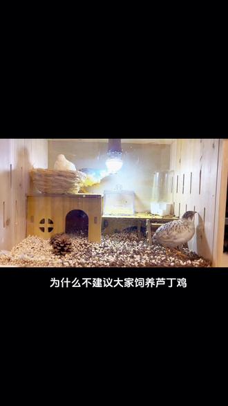 惊呆了!为什么不建议大家养芦丁鸡?#芦丁鸡 #萌宠 #神奇动物在抖音 #芦丁鸡日常