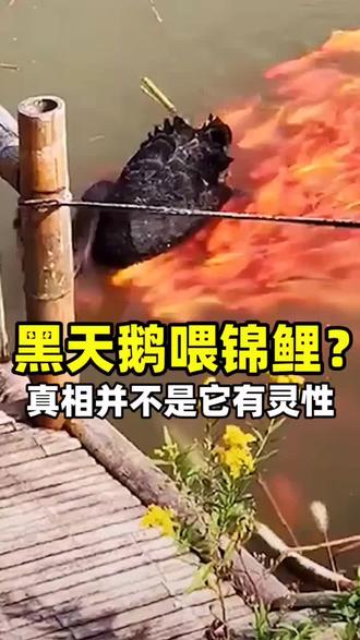 黑天鹅喂鱼,其实这才是真相。#爱护动物 #万物皆有灵