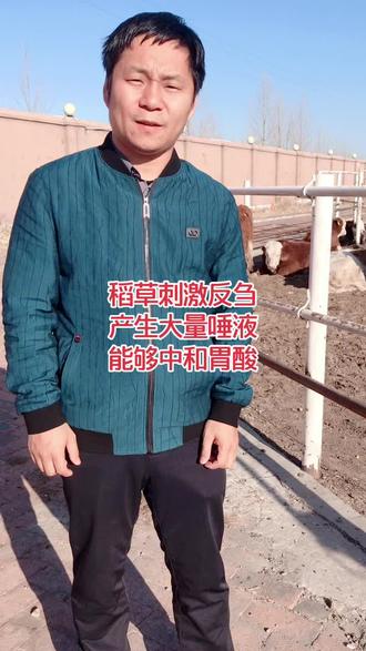 今天终于明白了喂干草的意义#肉牛养殖