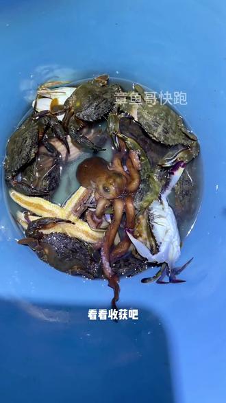 小麦岛真是个神奇的地方,每次在这赶海都有意想不到的收获#青岛赶海 #小麦岛 #青岛旅游攻略 #青岛