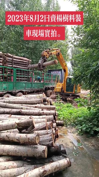 #亲们下午好,2023年8月2日,卖给山东菏泽料厂杨树36立方。又赚了点生活费。感谢各位一路黙默点赞和关注。