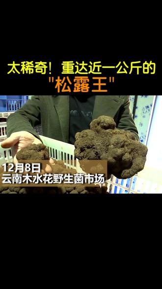 活久见!比头还大的松露巨无霸!一朵上万元!#活久见 #厉害了 @抖音小助手