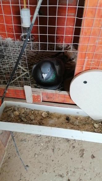 养了一年的鹧鸪终于下蛋了,最可笑的家鸽和野鸽抱了一窝#奇妙的动物