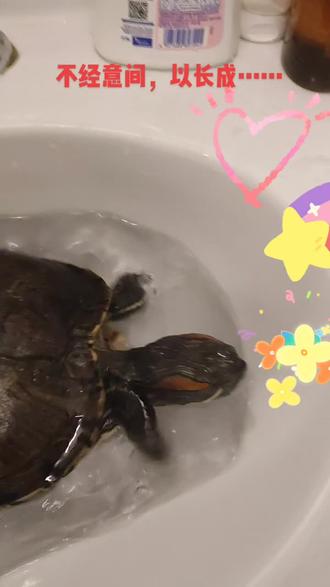 顺仁风以消息,应圣时后而翔。
嗟神龟之奇物,体乾坤之自然……