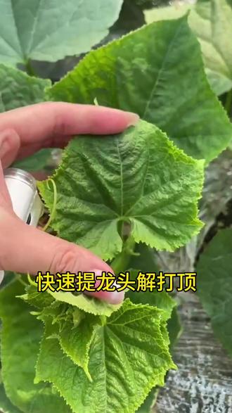 黄瓜龙头包裹不长,瓜打顶花打顶,用一个绝招恢复长势#黄瓜种植技术 #抖音助农 #三农 #传播农业小知识 #农业种植技术