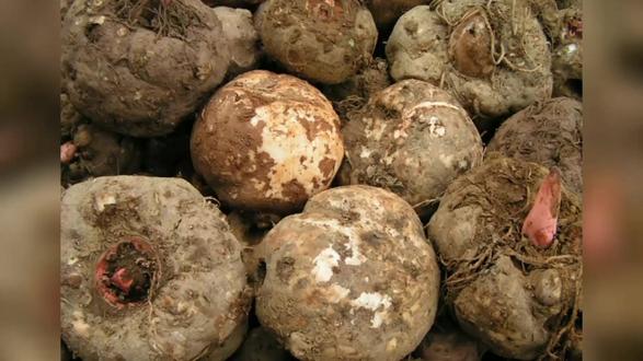 老子已经全身是毒了,为什么还有办法吃我?