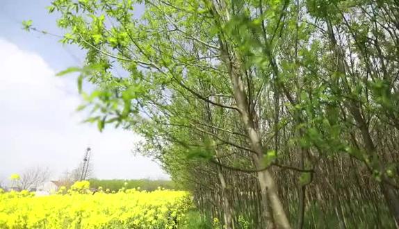 【振农】速生柳绿色农林业全产业链事业