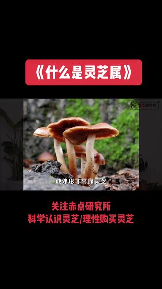 “属”在生物分类学中的概念就像同姓氏的家族,在这个家族里的成员则被称之为"种",它们的血缘相近却又各有特色,通常以“属名+种名”结构命名。1881年,芬兰真菌学家Petter Adolf Karsten)以“表皮会发亮的菇”(Ganoderma)为依据,首次建立了灵芝属。
灵芝属的学名为Ganoderma Karst,在灵芝属下的灵芝种,首字母必定为Ganoderma。
#科普一下 #灵芝 #灵芝种植 #知识科普 #赤点鲜萃灵芝