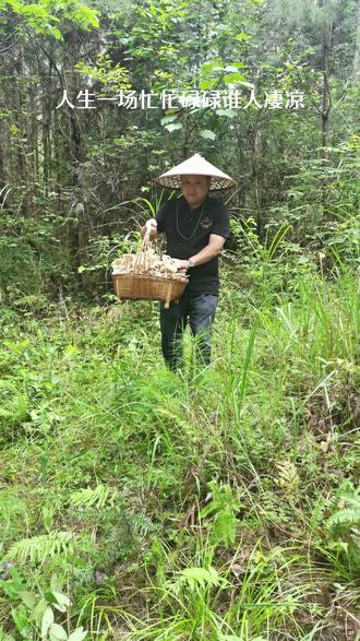 昨晚一场暴风雨,大山里宝贵的资源很丰富,大早进山,几个小时就有了收获……##大山里的美味 ##纯天然绿色食品 600000亿的热门话题