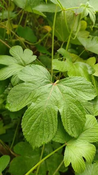 葎草,有见过吗?#罗浮山植物 #天然环境 #中草药科普