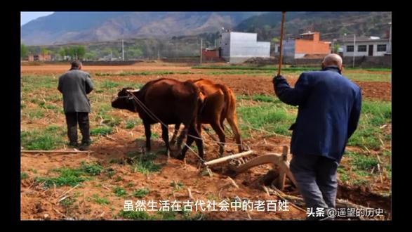 俗语:“鸡不过六,狗不过八”,你知道什么意思吗?评论区留言你家狗活了多大