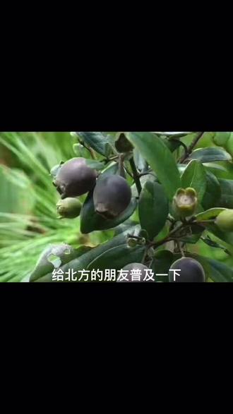 用我们广东白话说:念子好吃,哦屎低力🙈#念子 但拿它泡酒可以美容养颜