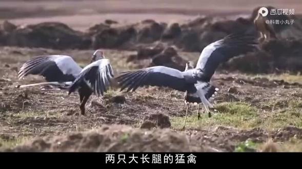 如此优雅美丽的蛇鹫,竟能脚踩野兔,生吞毒蛇,战斗力究竟有多猛