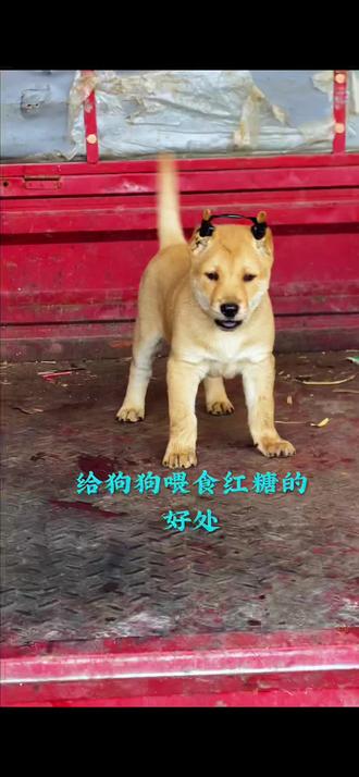 养狗喂它吃红糖的好处 #保护中华田园犬 #广西土猎 #广西土猎狗