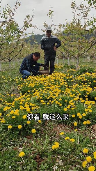 存储了一年的精华,你知道它是最丰润的,苦的酸的甜的涩的就象你丰富的人生。#记录农村生活#返璞归真#野菜部落