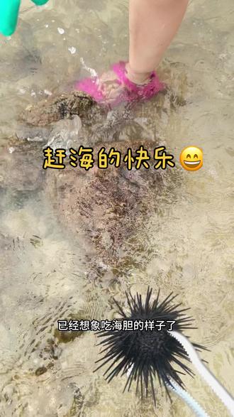 心心念念的赶海终于达成了!这也太有意思了吧,大螃蟹🦀,海胆,贝类,虾,鱼各种海货随便抓!跟我一起来体验赶海的快乐吧😄#赶海 #亲子游玩好去处 #周末去哪玩 #遛娃好去处 #深圳游玩攻略