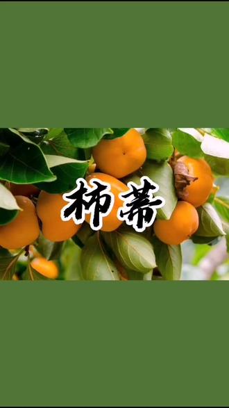 别称:柿钱,柿丁,柿子把#全民学中药 #健康 #每天一味中药