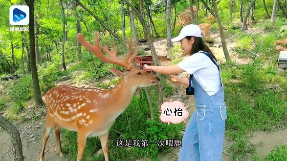 山海见大连,林深时见鹿! #大连