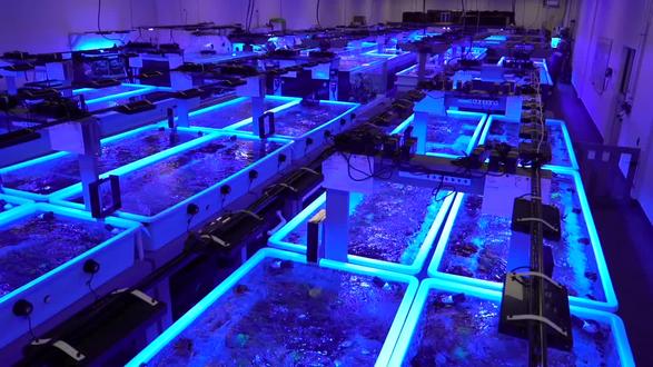 世界级珊瑚农场#珊瑚 #海水