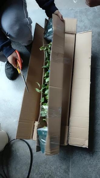 谨防上当受骗,辨别转子莲和铁线莲,花钱买教训了!!!