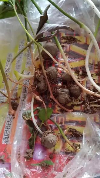 有个别种植户拿来的半夏病害,特别严重,所有种植半夏的新老客户一定要提前预防,不然发生就不好冶了。