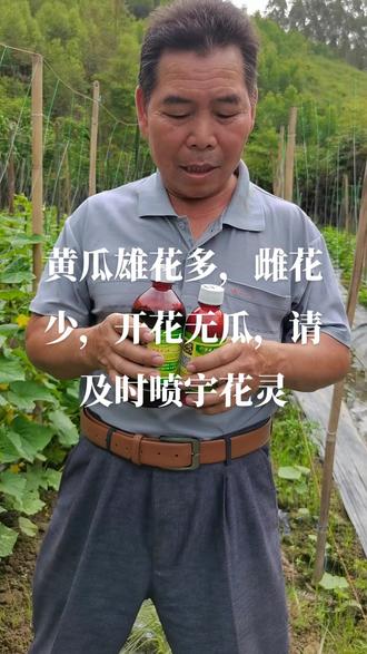黄瓜开花无瓜,请及时喷宇花灵,助你增产增收
