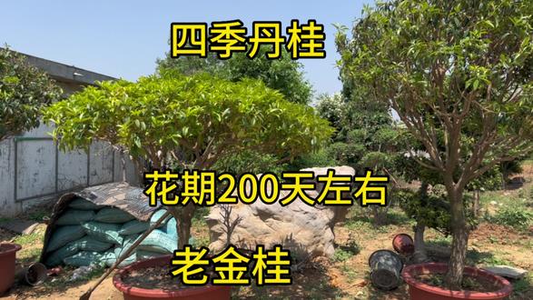 四季桂花,好看又好闻一年四季长青,一盆即可满院飘香南北都适合 #桂花 #桂花树 #园艺