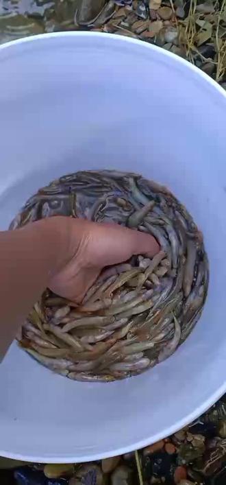 全是钢鳅鱼 两百块一斤 哪个要😄😄😄