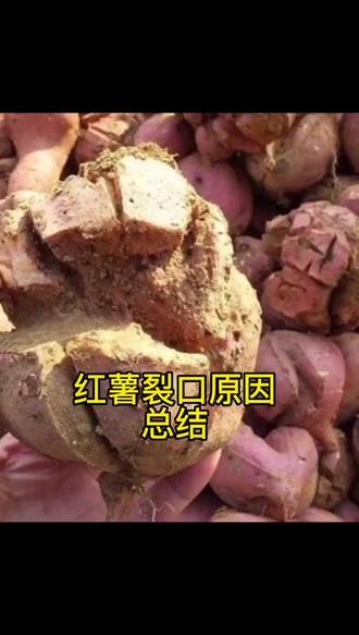 红薯裂口原因总结
更多裂口原因欢迎
评论区留言#三农 #南方 #红薯 #抖音涨知识