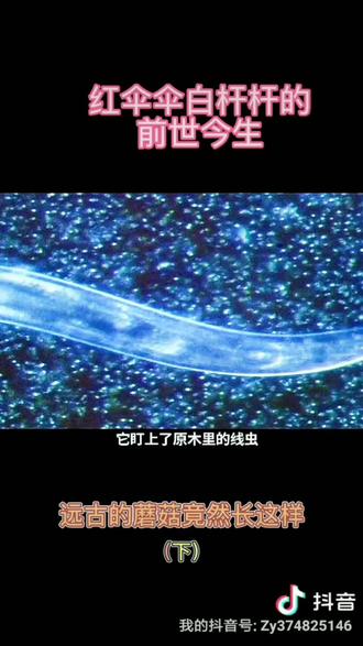 #科普 #科普一下 #探索 #微观世界 #健康食材 #蘑菇 #红伞伞白杆杆 红伞伞白杆杆的前世今生,原来原始的蘑菇竟然长这样?