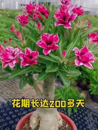 睡莲也叫微莲喜暖电跌开花就有钱币大小种起来也非常简单 抖音 睡莲也叫微莲喜暖电跌开花就有钱币大小种起来也非常简单 抖音