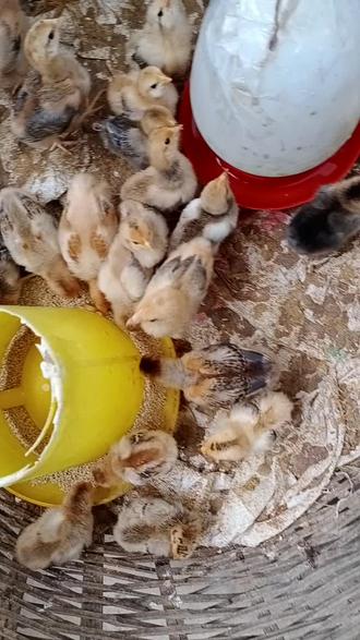 刚出生的小鸡仔