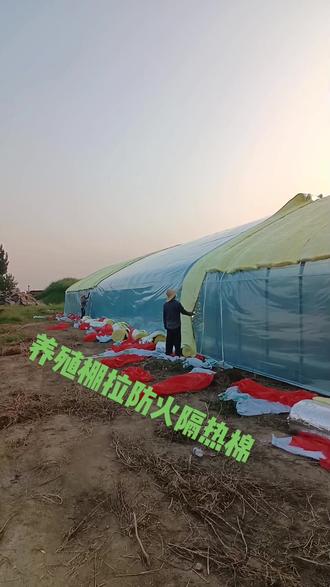 养猪棚拉顶部防火隔热棉!#温室大棚安装设计 #全国发货欢迎合作 #高温下的劳动者