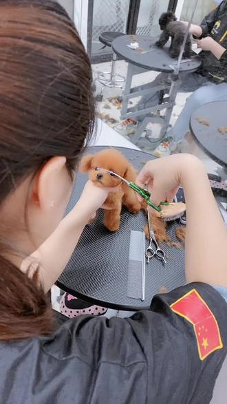 大家好,我叫刀刃😂#泰迪