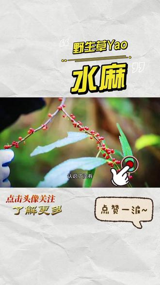 野生水麻 是许多人的童年回忆,既可观赏又可入药!#葛洪足迹#葛洪颐养