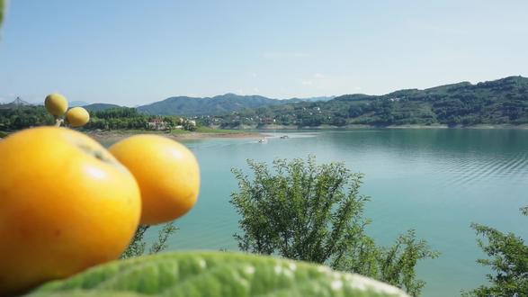 五月天,枇杷甜,我们在瀛湖等您来!