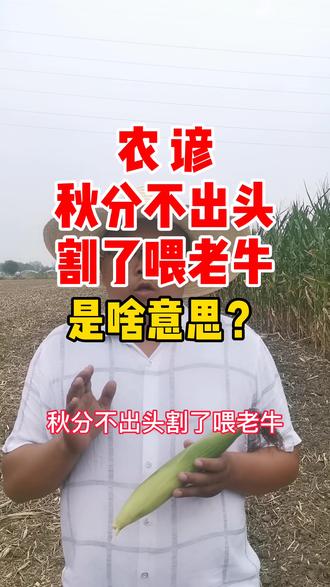 秋分不出头,割了喂老牛(1001个种地知识)#农技 #农资 #玉米 #小麦