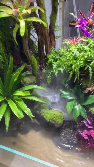 植物造景微景观 #室内景观 #雨林 - 抖音