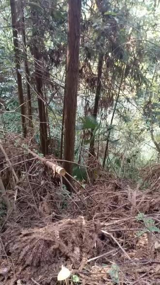 #实战猎犬 坐堂了关注评论看下集 目测多大