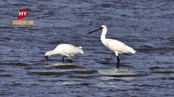 国家一级保护动物黑脸琵鹭(学名:Platalea minor),又名小琵鹭、黑面鹭、黑琵鹭、琵琶嘴鹭,俗称饭匙鸟、黑面勺嘴,台湾赏鸟人士则俗称为“黑琵”。因其扁平如汤匙状的长嘴,与中国乐器中的琵琶极为相似,因而得名;亦因其姿态优雅,又被称为“黑面天使”或“黑面舞者”;属于鹳形目、鹮科、琵鹭亚科,琵鹭亚科的鸟类全世界共六种,其中以黑面琵鹭数量最为稀少(已知六种琵鹭当中唯黑面琵鹭属濒危物种),属全球濒危物种类别之一。于故当黑面琵鹭在每年10月至翌年2月渡冬时,东南亚观鸟者会到处观测关注其过冬状况并统计数A。黑面琵鹭现时只活跃于东亚及东南亚地区。仅见于亚洲东部,其特征是全身羽毛大体上为白色,有黑嘴和黑色腿、脚,前额、眼线、眼周至嘴基的裸皮黑色,形成鲜明的“黑脸”。
2021.12.26#人与自然和谐共处
