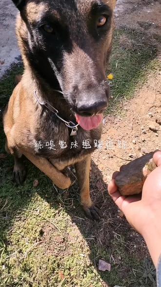 练嗅觉,气味追踪