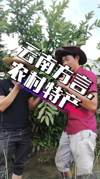 云南特有水果,嘛哩嘎,#优质农产品 #原生态乡村生活 @抖音小助手 @梁河三哥