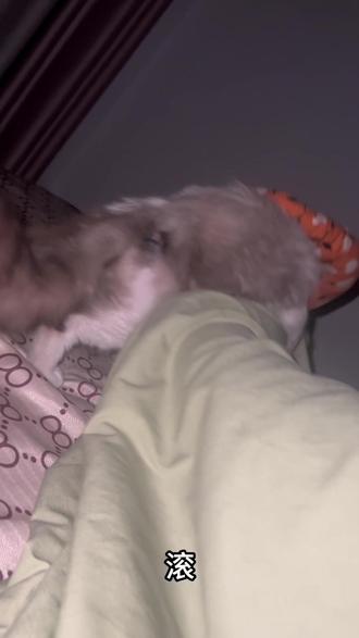 碍不碍事的 等好了就帮你嘎了#猫咪