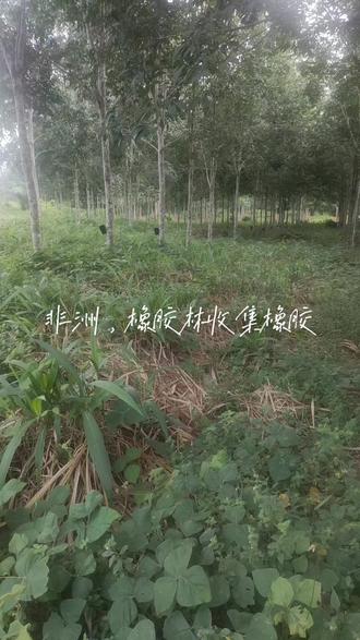 非洲 利比里亚 橡胶林