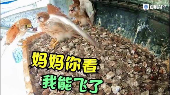 记录大自然动物解说奇遇记!红隼育雏:从幼鸟孵化到自由飞翔,只有鬼才知道亲鸟经历了什么!