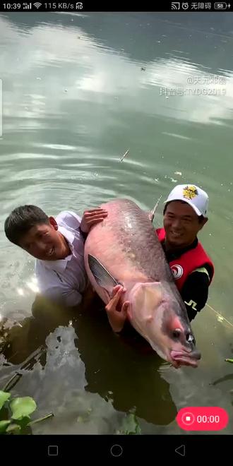 今天终于看到大青鱼祝大家年年有鱼视频内容来自天元邓刚的直播