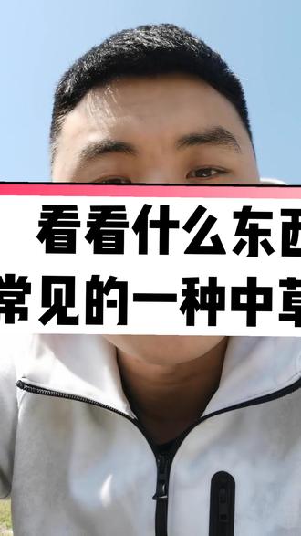 这野草名字叫做泥胡菜,又别称猪兜菜、苦马菜、剪刀草、石灰菜、绒球、花苦荬菜、苦郎头等#挖野菜 #泰安